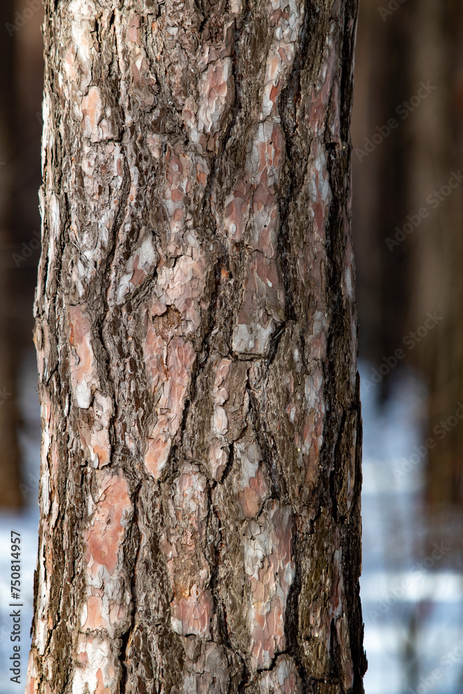 Pine forest Winter landscape in the forest. Pine forest Winter landscape in the forest.