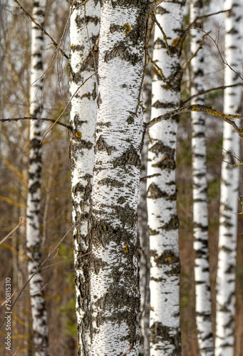 Birch trunk close-up Winter landscape in the forest