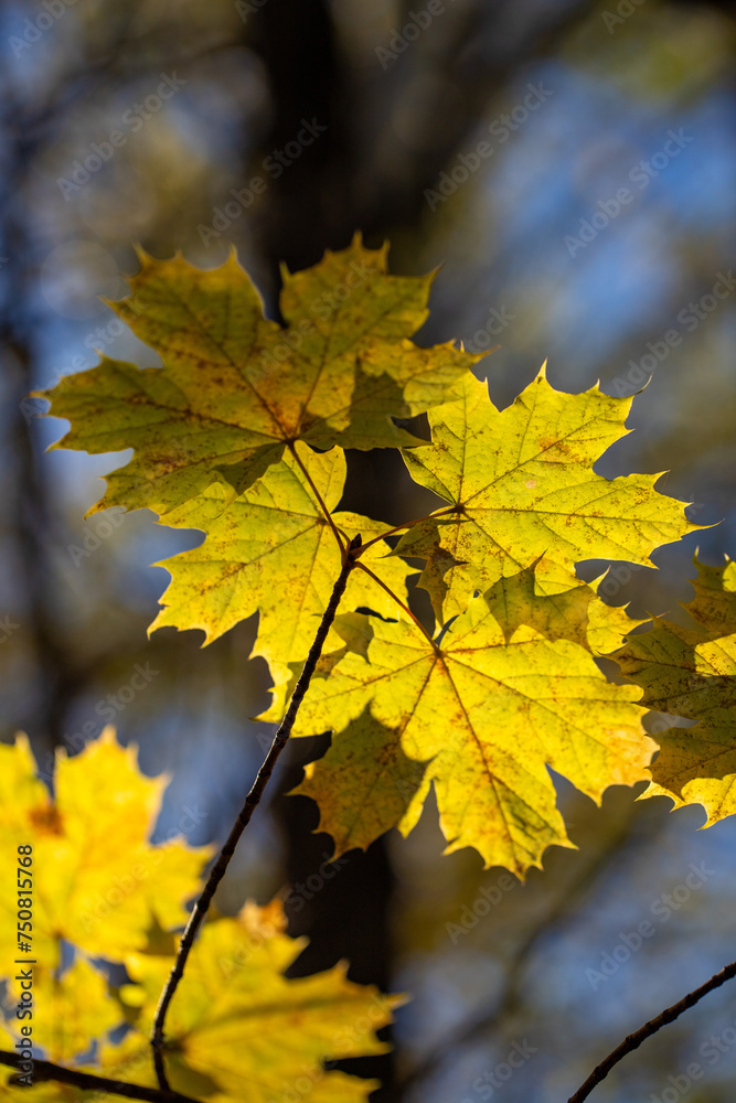 Yellow autumn leaves on trees in sunny weather. Yellow autumn leaves on trees in sunny weather.