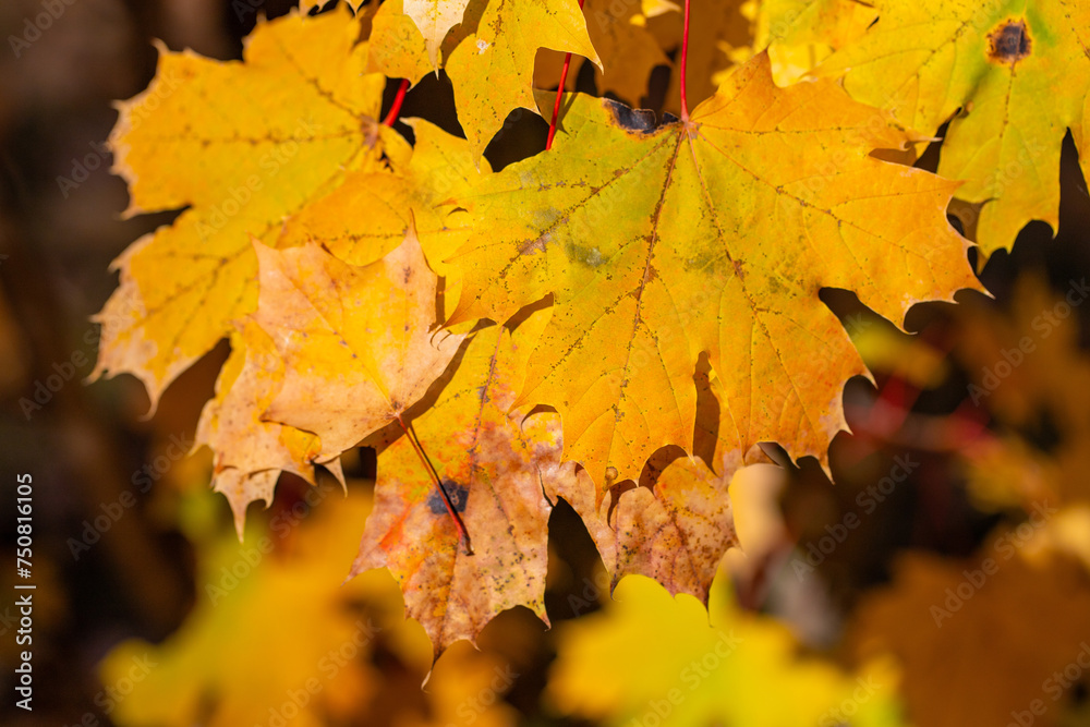 Yellow autumn leaves on trees in sunny weather. Yellow autumn leaves on trees in sunny weather.