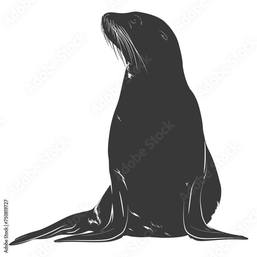 Silhouette Sea Lion Animal black color only full body