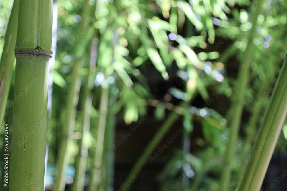 Obraz premium close up dense bamboo forest , exotic vegetation