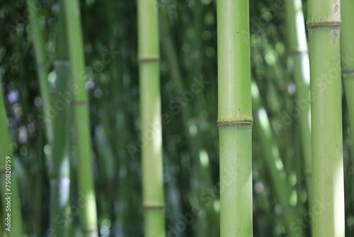 close up dense bamboo forest   exotic vegetation