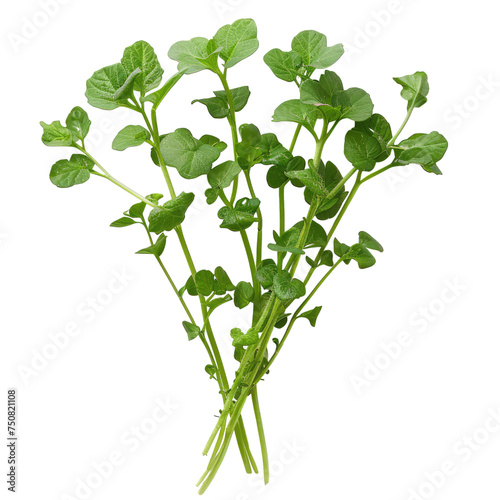 Photo of watercress isolated on transparent background
