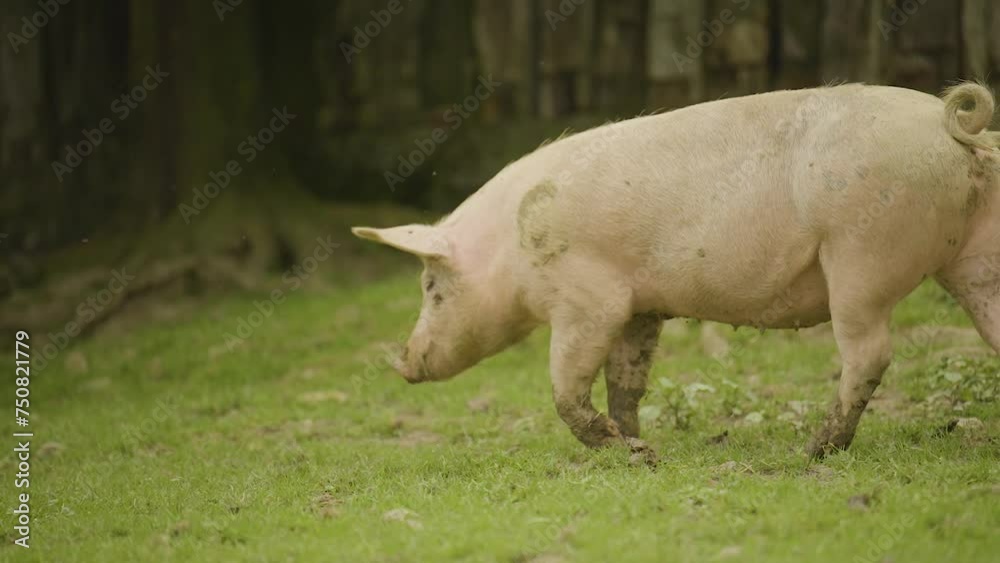 pigs walk through the meadow delimited by a wooden fence pigs walk through the meadow delimited by a wooden fence