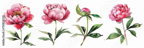 Watercolor Peonies: Elegant Flower and Leaf Set on White Background Generative AI