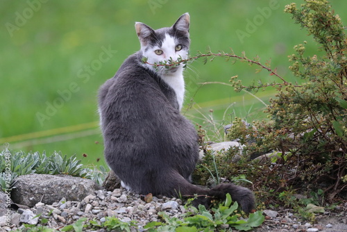 Chat et potentille photo