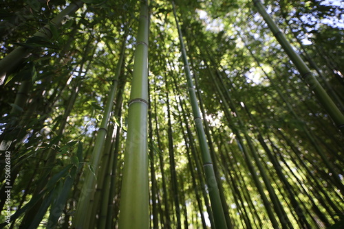 close up dense bamboo forest , exotic vegetation