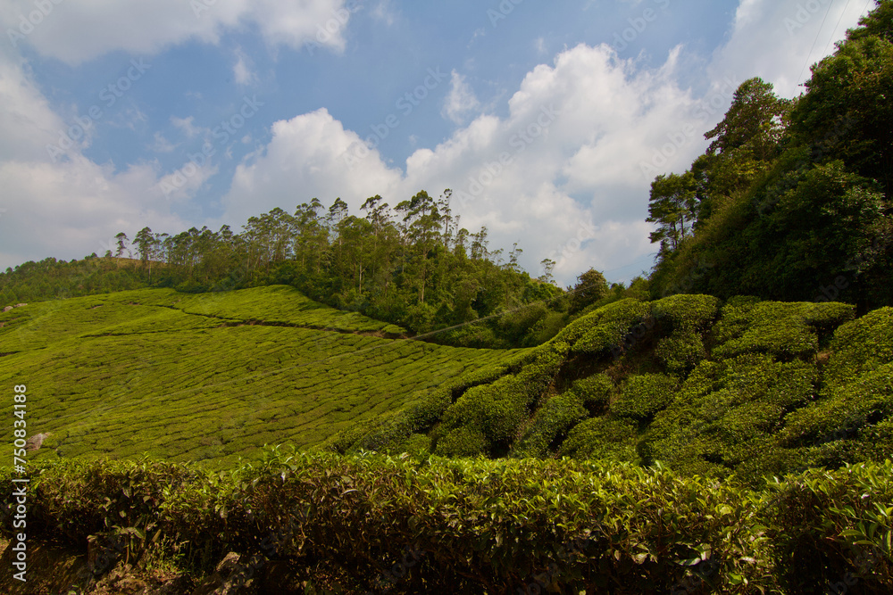 Obraz premium Tea plantation in Munnar, India