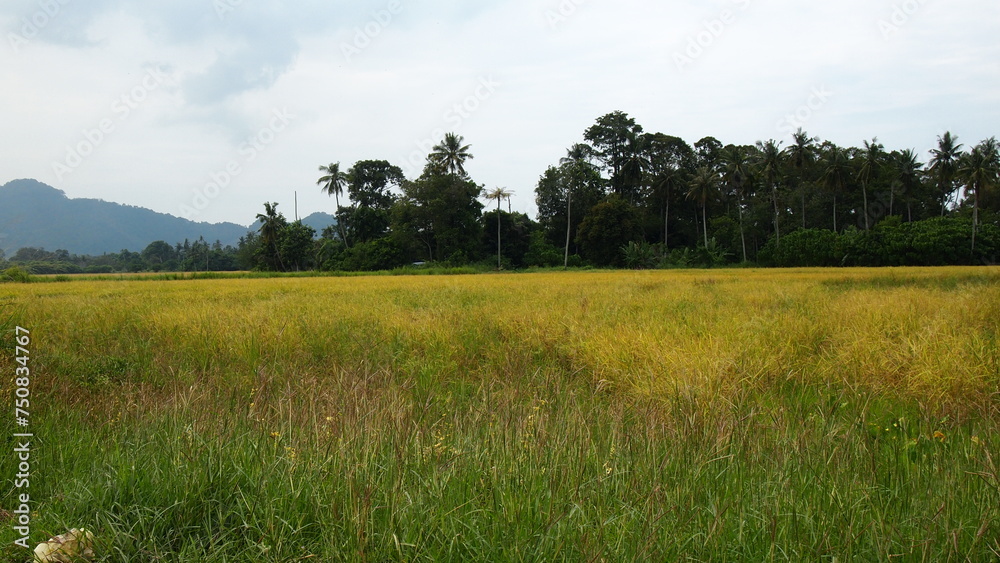 Fototapeta premium Landscape with yellow and green color rice paddy field