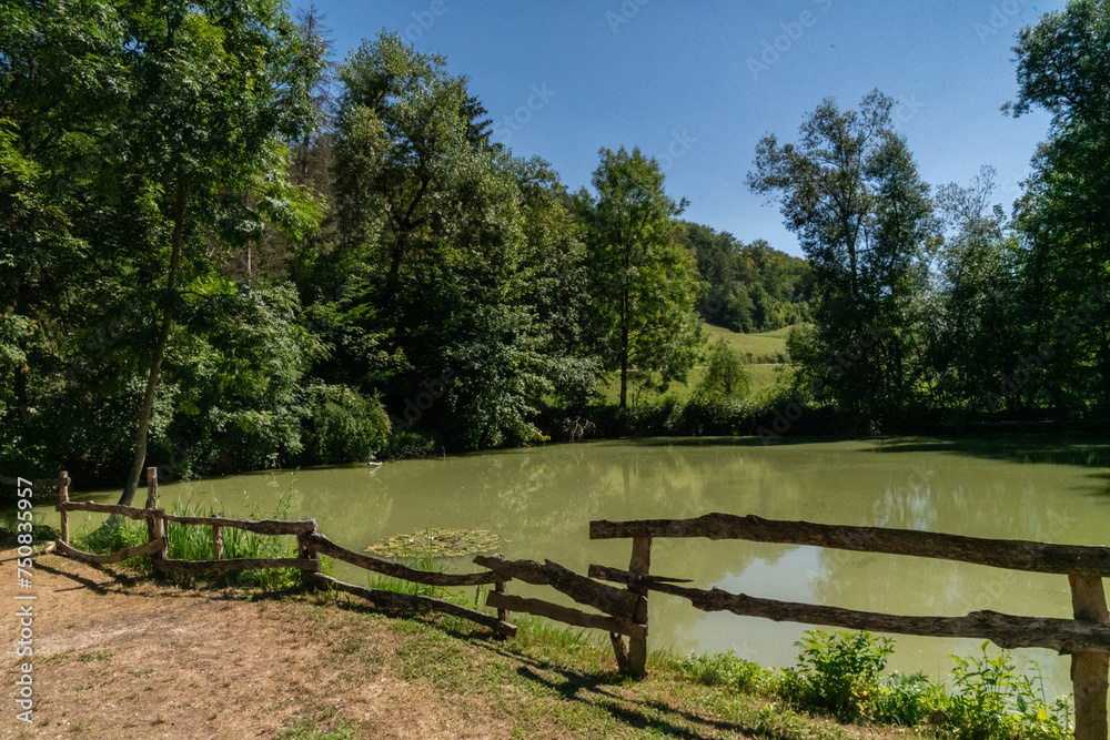 Seerosen im Teich Seerosen im Teich