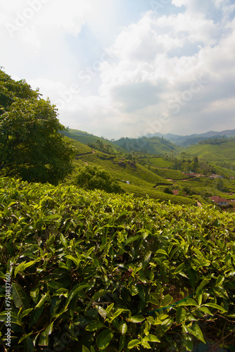 Tea plantation in Munnar, India