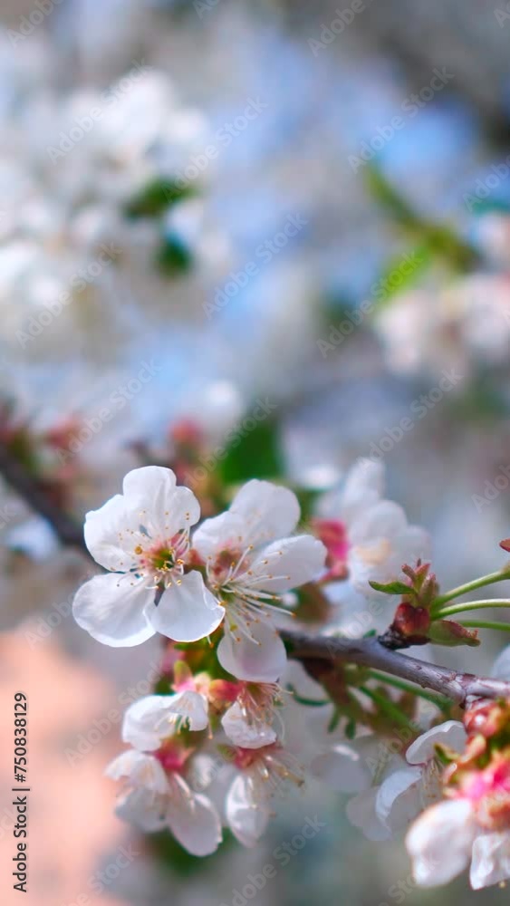 Sakura branch with white flowers. Blossom spring garden. Vertical video.