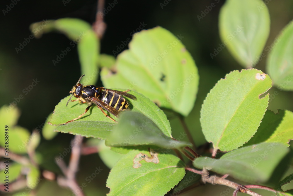 close up european wasp on leaves close up european wasp on leaves