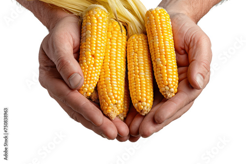 Farmer s hands holding dry corn cobs Isolated on a transparent background.
