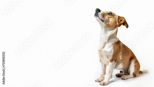 A brown and white dog looks upwards with a focused expression against a white studio backdrop