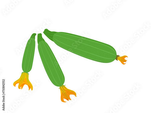 zucchini on a white background.