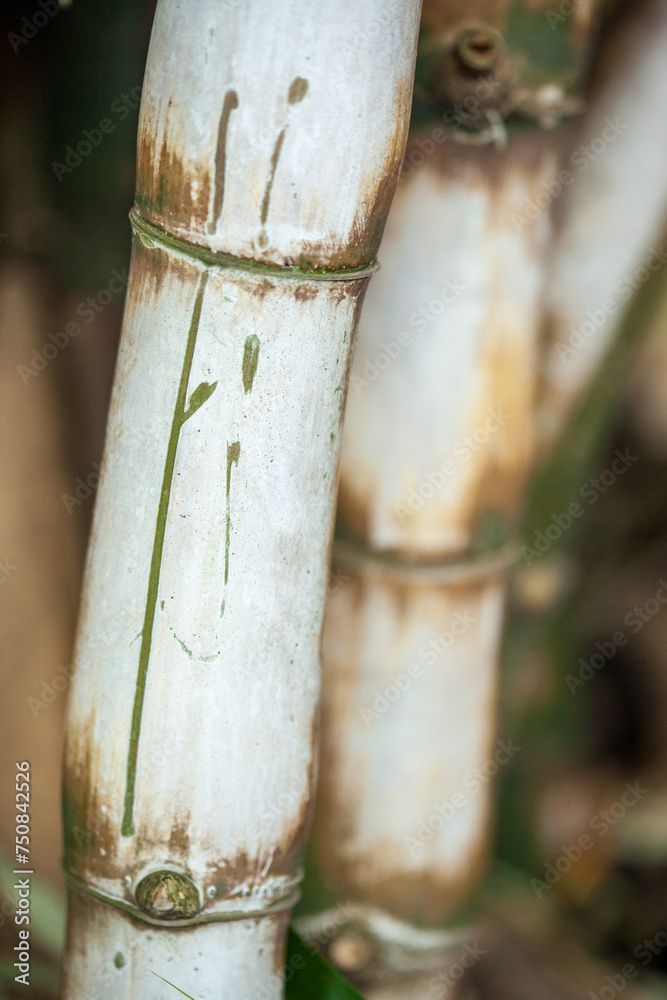 Close-up of bamboo stems with natural patterns Close-up of bamboo stems with natural patterns