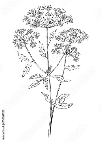 Umbrella flower bunch blooming with inflorescences and leaves contour hand drawing, vector illustration isolated on white