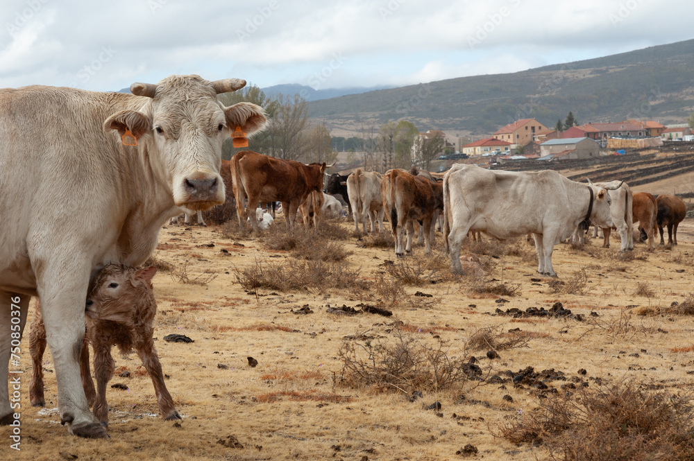 Rebaño de ganado bovino con una vaca y su ternero recién nacido en primer término, Guadalajara, España.