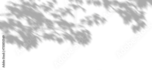 Trees leafy shadow shade sparse simplicity on transparent backgrounds 3d illustrations png