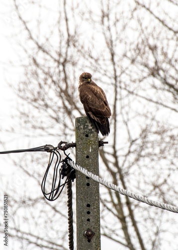 myszołów zwyczajny (Buteo buteo) siedzący na słupie przy ulicy photo