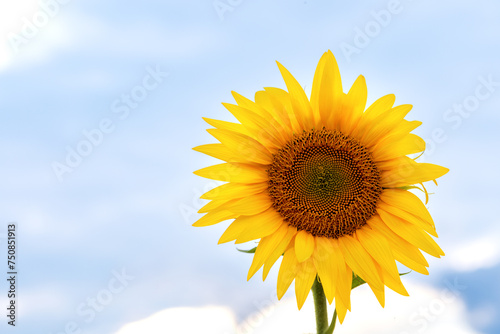 one sunflower flower close-up against the sky with light clouds. A sunny image