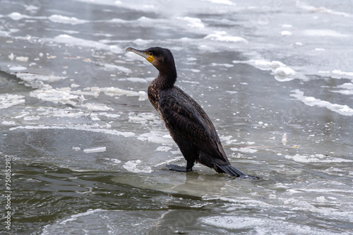 black cormorant stands on the frozen river