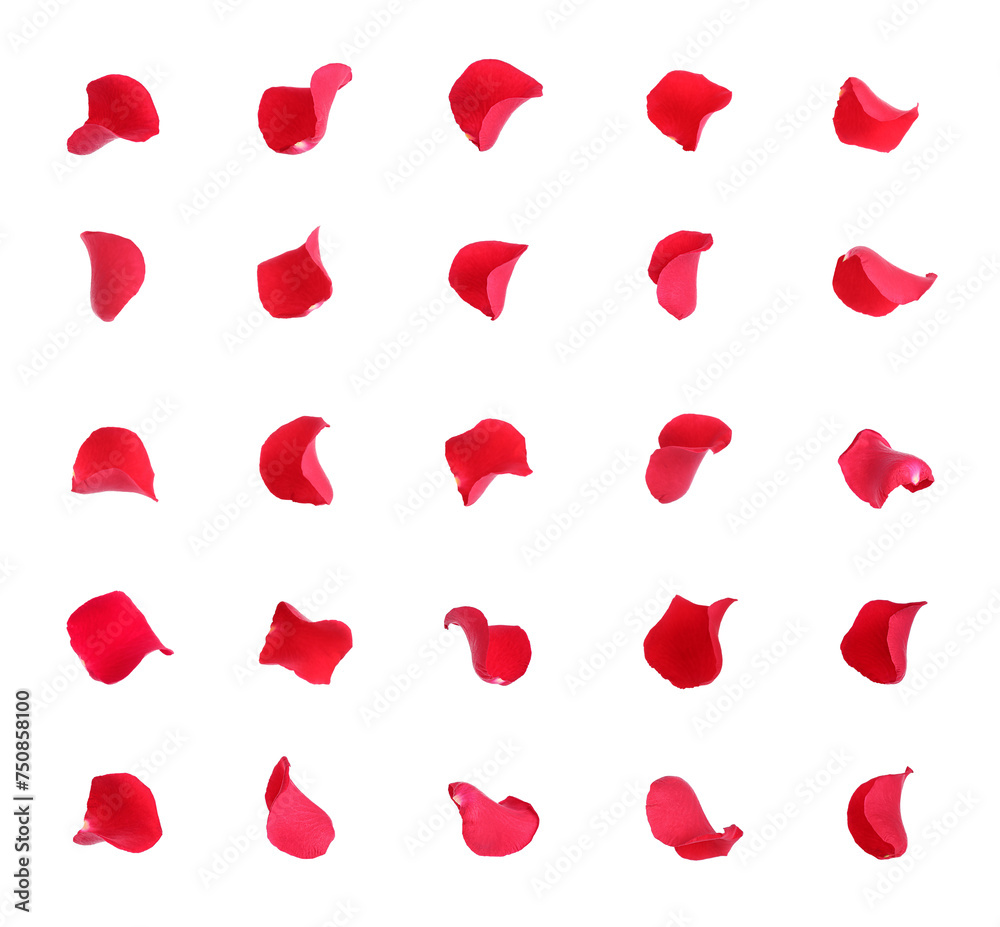 Bright red rose petals isolated on white Bright red rose petals isolated on white