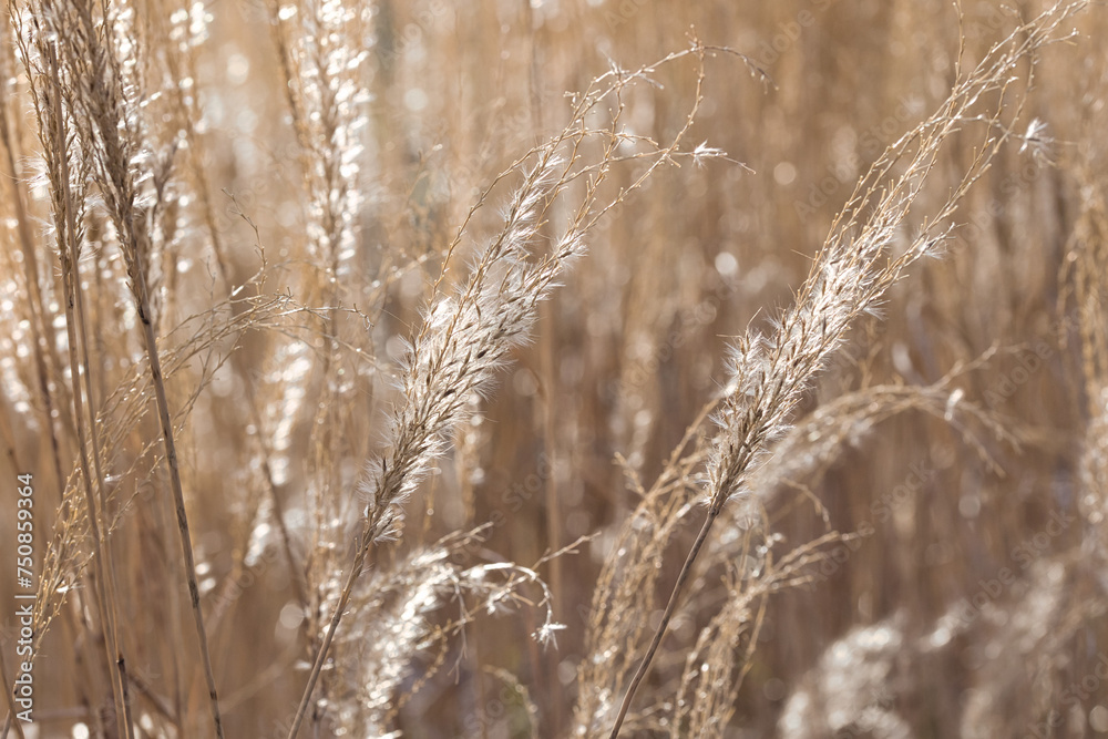 Fototapeta premium Gräser im Sonnenlich am Abend