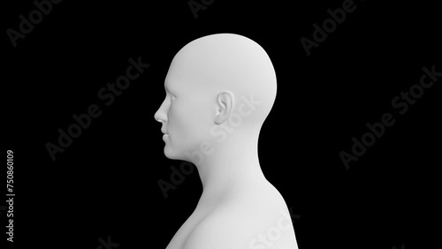 Human Male Head. 3D Model. 360 Degrees rotation (turntable). Isolated