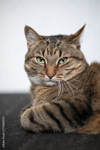 Cat lies relaxed and looks into the camera © StefanieMüller