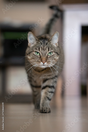 A cat walks towards the camera with a serious look