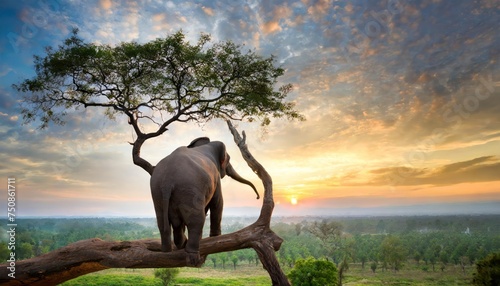 back view, lone elephant sitting on tree branch watching sunrise and sunset 