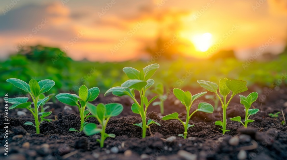 Close up view of seedlings sprouting in the gentle glow of the rural dawn symbolize growth and vitality. Close up view of seedlings sprouting in the gentle glow of the rural dawn symbolize growth and vitality.
