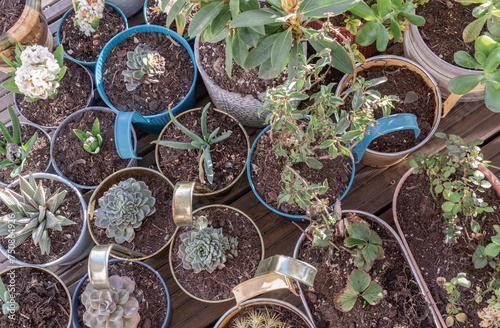 Home grown flowers, Succulent, Cactus and tree others in pots on balcony garden. Ornamental plants standing placed on a terrace, Natural plants in potted, Home gardening - Eco living. Space for text, 