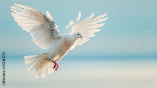 Graceful symbol of peace: A majestic white dove soars in the celestial sky, embodying freedom and tranquility. Perfect for conveying messages of hope and spiritual connection