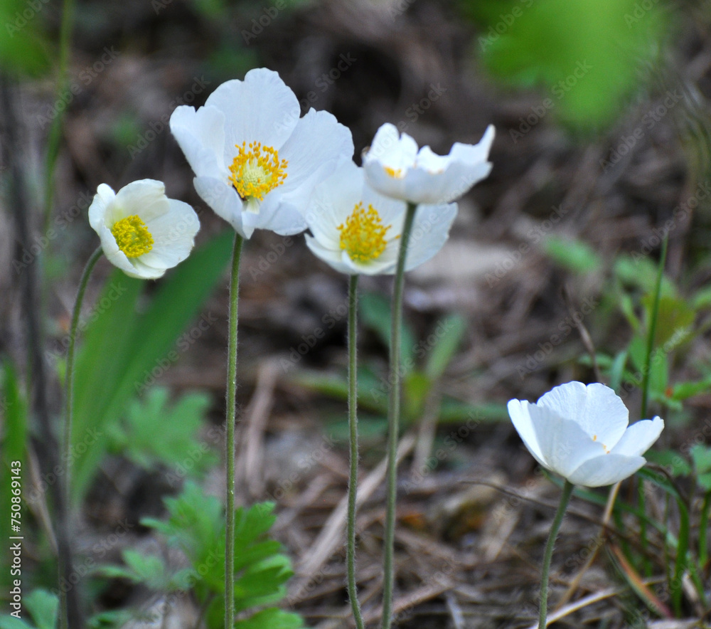 In the wild, Anemone sylvestris blooms in the forest In the wild, Anemone sylvestris blooms in the forest