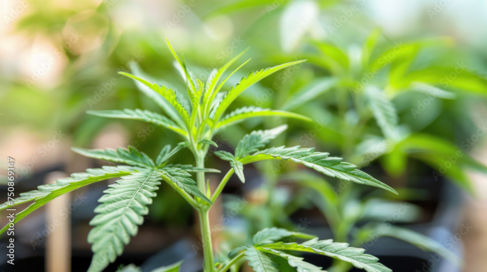 Fototapeta premium Cannabis plants in greenhouse, natural lighting