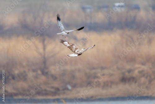                                                                                                                                                    2024   2   25              A beautiful Rough-legged Buzzard  Buteo lagopus  family comprising  family comprising hawks  and Northern harrier  Circus cyaneus  fam