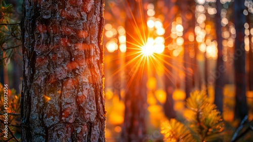 the sun shines brightly through the trees in a forest of pine needles and pine needles in the foreground, while the sun shines brightly through the trees in the background.