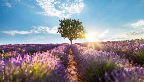 Stunning lavender field landscape Summer sunset with single tree 