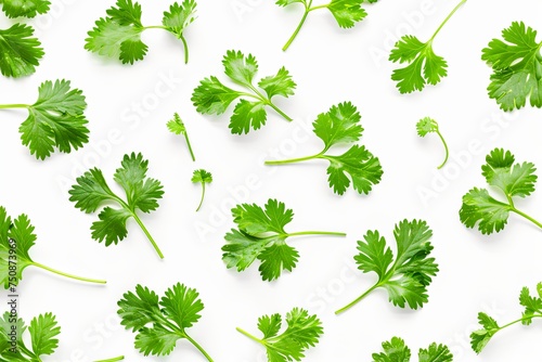 parsley leafs  on white background, macro. photo