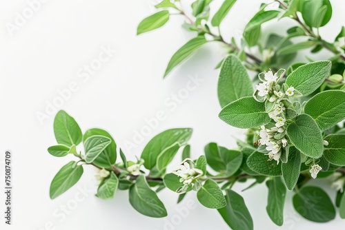 Marjoram sage leafs and flowers on white background, macro.