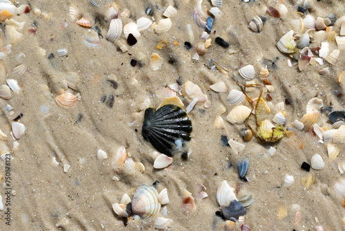 Wet seashells on sand beach at summer