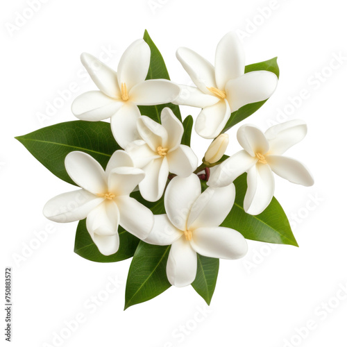 Jasmine flower Isolated on transparent background © posterpalette