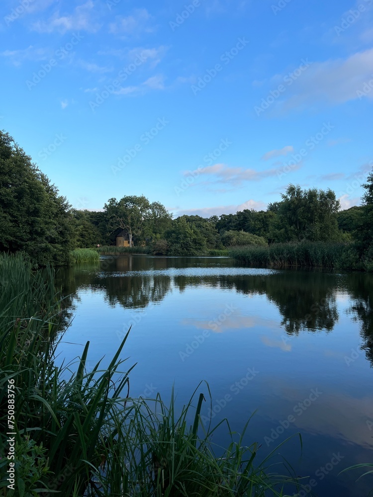 Obraz premium reflection of trees in the lake