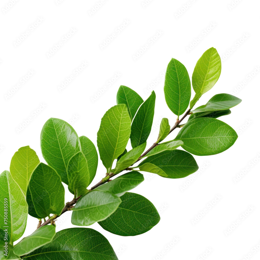 Lush green guava foliage isolated on transparent background Lush green guava foliage isolated on transparent background