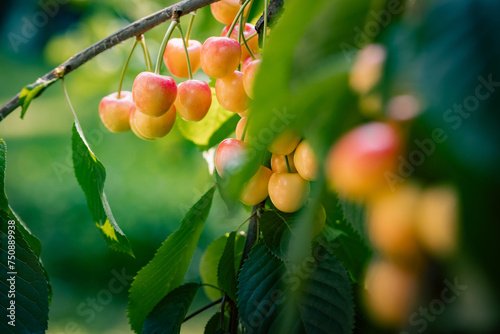 Branches with ripe sweet cherries in the summer orchard. photo