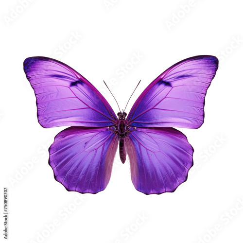 Purple butterfly isolated on transparent background © posterpalette